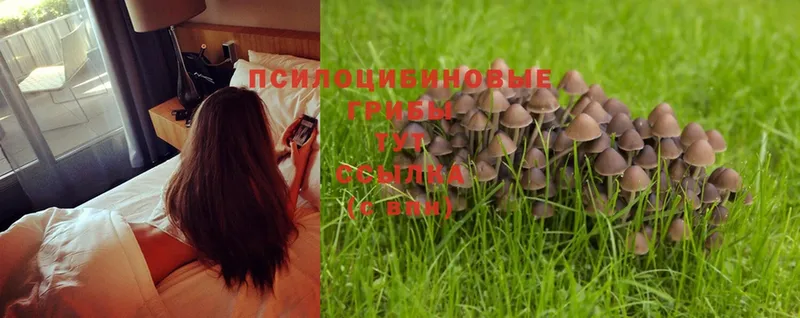 что такое   Оса  Псилоцибиновые грибы Magic Shrooms 